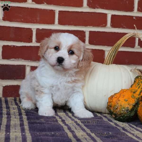 Archer, Cavachon Puppy